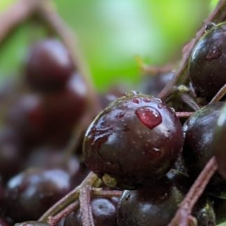 Elderberry Syrup - Make Your Own