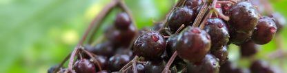 Elderberry Syrup - Make Your Own