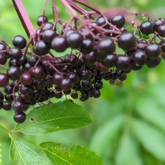 Elderberry Products