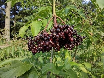 Elderberry Syrup - Make Your Own - Image 3