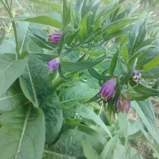 Produce and Herbs